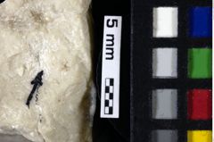 Foto (Detailansicht) von Cyclothyreus sp. (NHMW-GEO-1990-0041-0106)